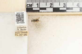 Media type: image;   Entomology 775839 Aspect: Labels